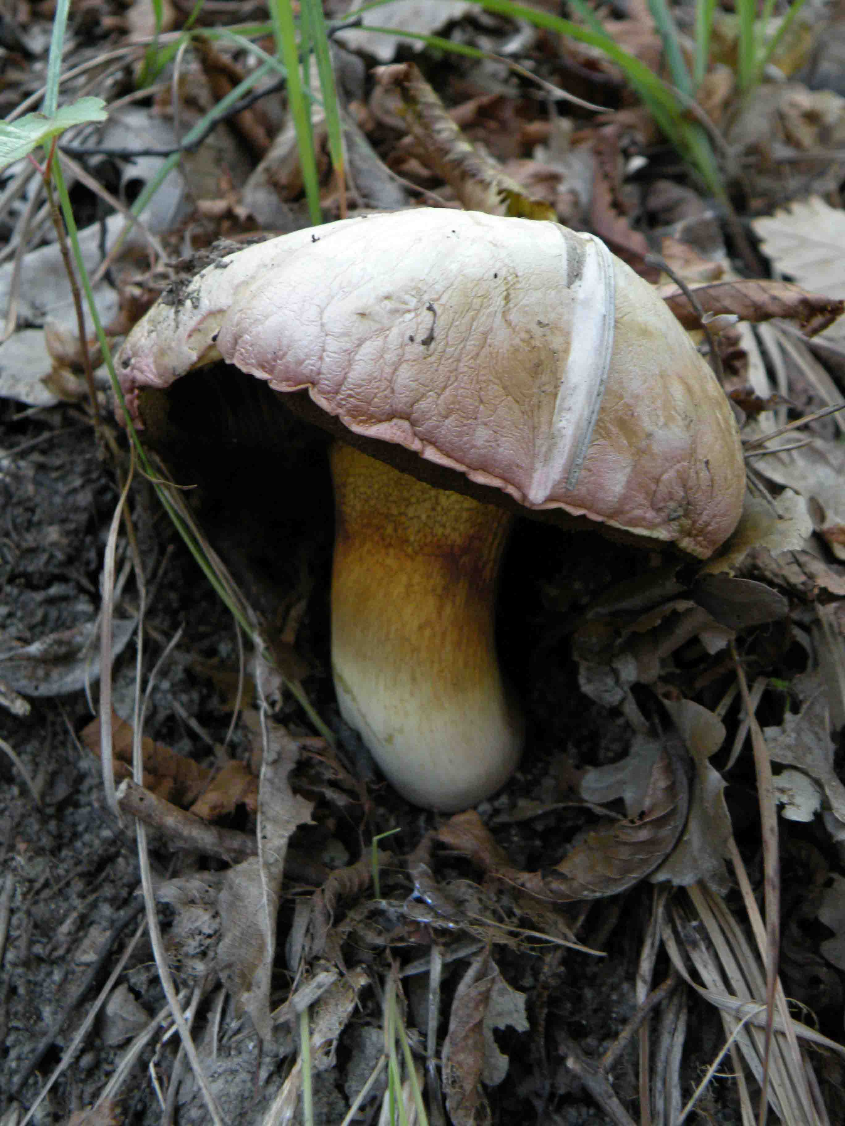Funghi a Mombaldone (Langhe Astigiane)